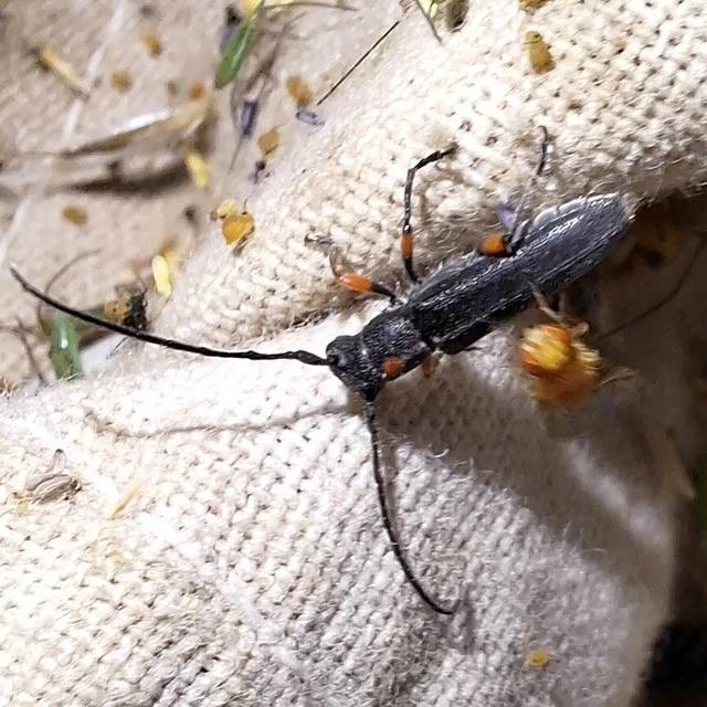 Phytoecia virgula - pirospontos fűcincér