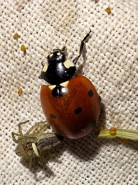 Coccinella septempunctata - hétpettyes katica