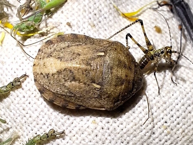 Eurygaster integriceps Eurygaster integriceps