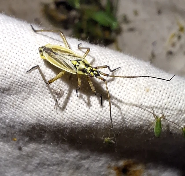 Leptopterna dolabrata - közönséges mezeipoloska
