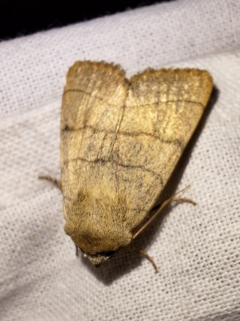 Charanyca trigrammica - háromsávos lombbagoly