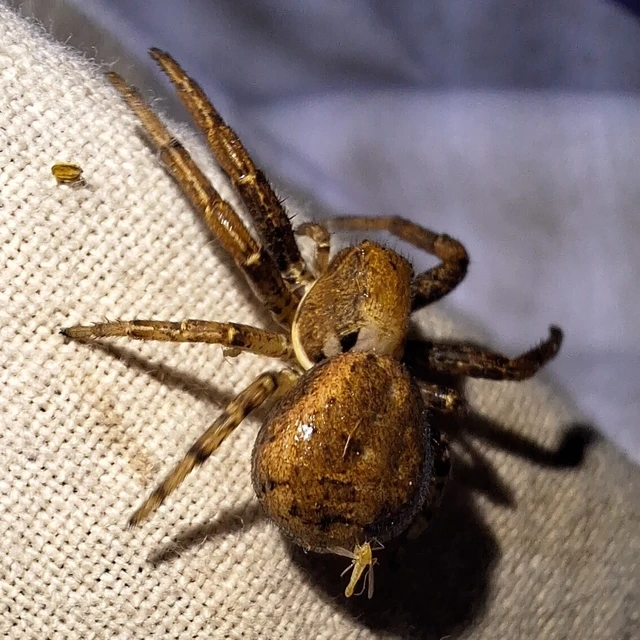 Araneae - Pókok
