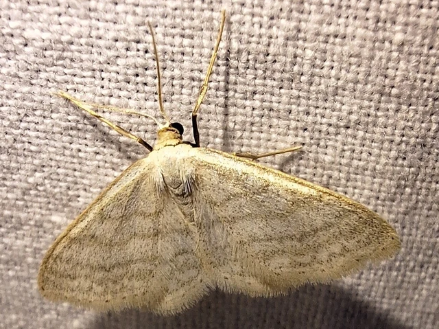 Idaea subsericeata - ötvonalas apróaraszoló