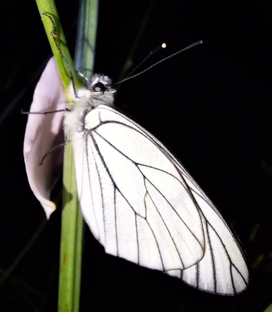 Aporia crataegi - galagonyalepke