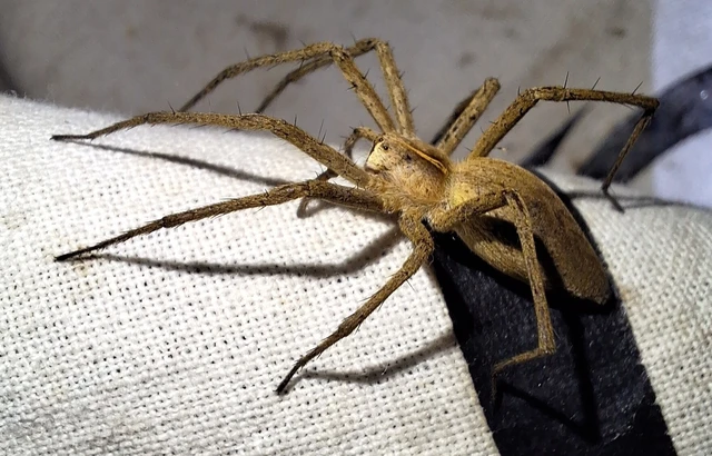 Araneae - Pókok