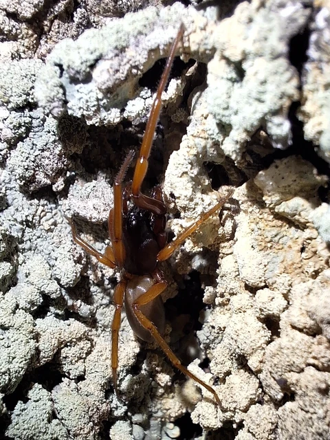 Araneae - Pókok