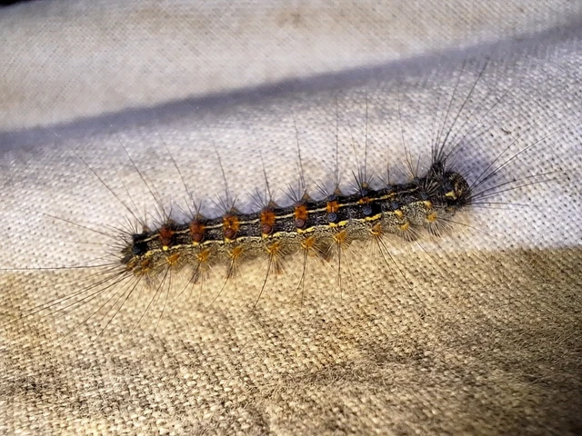 Lymantria dispar - gyapjaslepke