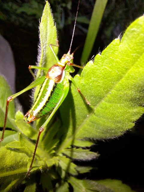 Orthoptera - Egyenesszárnyúak