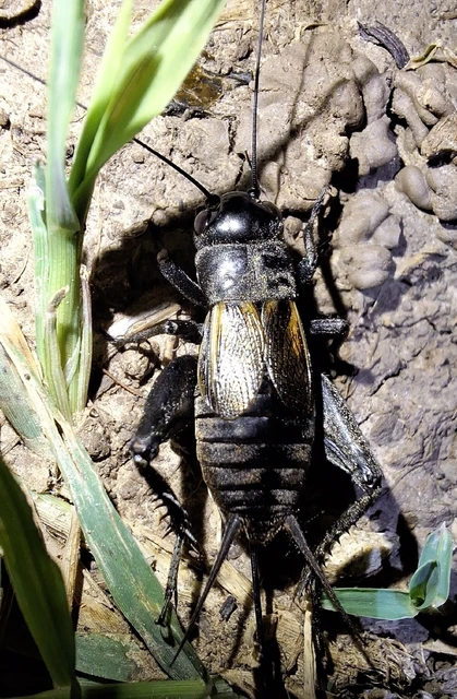 Orthoptera - Egyenesszárnyúak