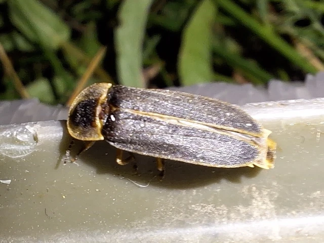 Lampyris noctiluca - nagy szentjánosbogár