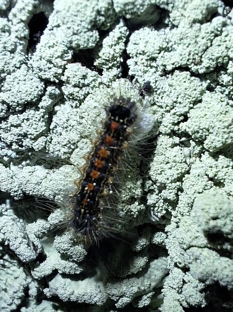 Lymantria dispar - gyapjaslepke