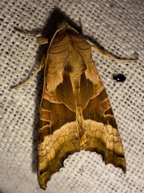 Phlogophora meticulosa - vándorló csipkésbagoly