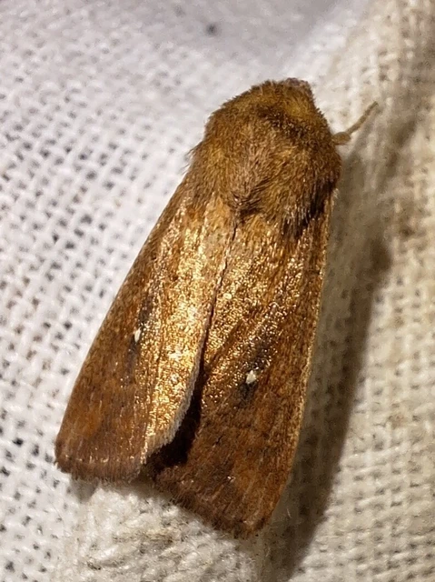 Mythimna albipuncta - fehérpettyes rétibagoly