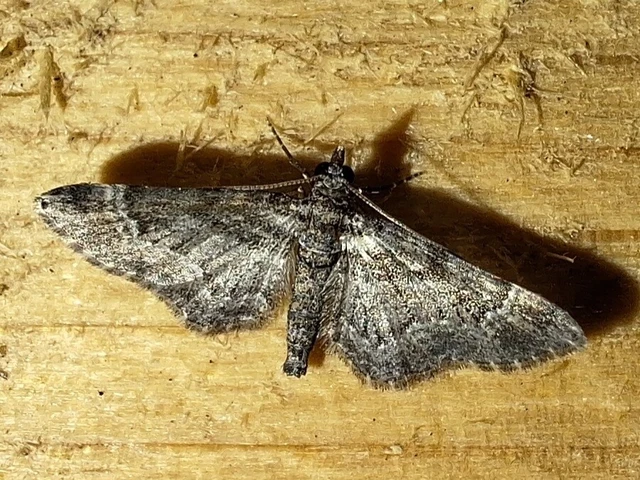 Gymnoscelis rufifasciata - vöröscsíkos törpearaszoló