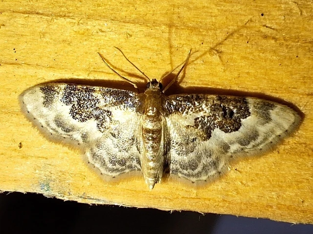 Idaea rusticata - tarka apróaraszoló