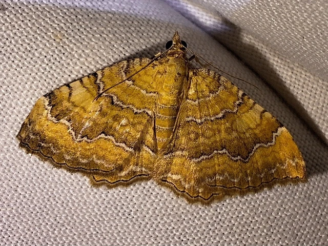 Camptogramma bilineata - kétvonalas sávosaraszoló
