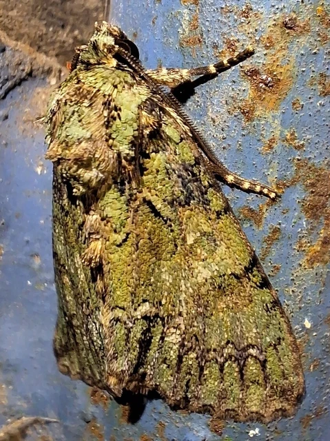 Polyphaenis sericata - selyemfényű erdeibagoly
