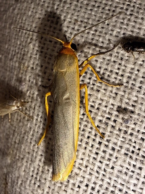 Eilema complana - közönséges zuzmószövő