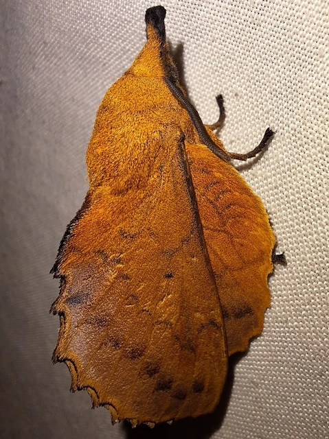 Gastropacha quercifolia - tölgylevélpohók