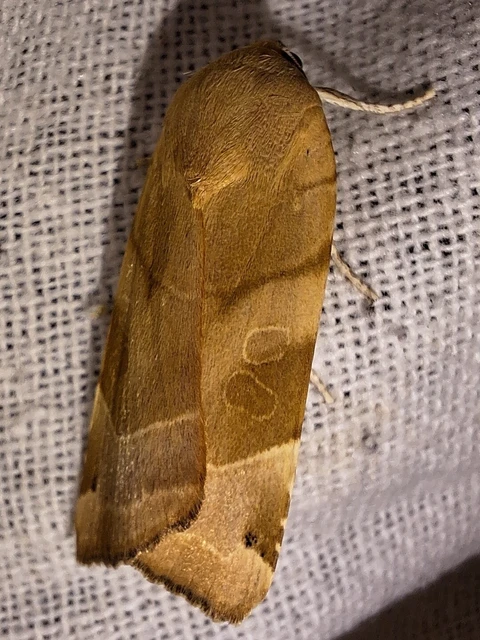 Noctua fimbriata - szélessávú sárgafűbagoly