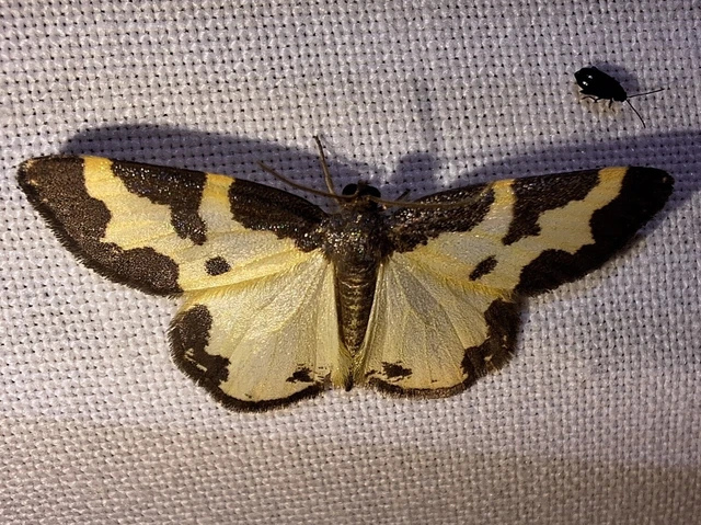 Lomaspilis marginata - szegélyes nyárfaaraszoló