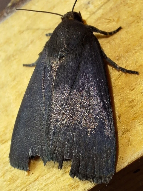 Amphipyra livida - zsírfényű bagoly