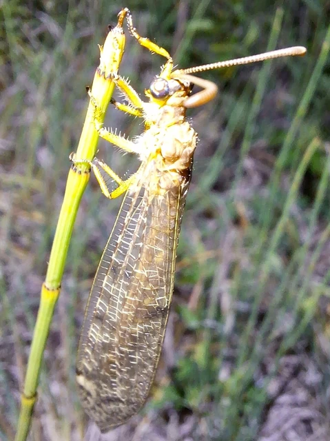 Distoleon tetragrammicus - négyfoltos hangyaleső