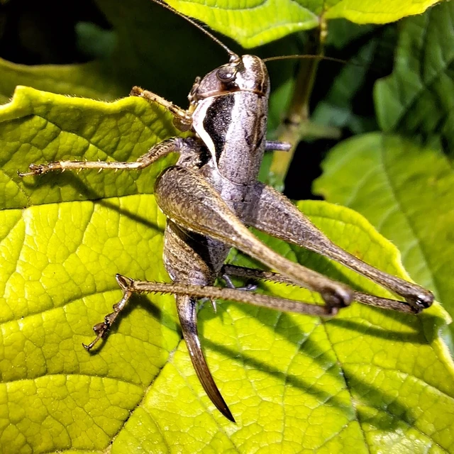 Orthoptera - Egyenesszárnyúak