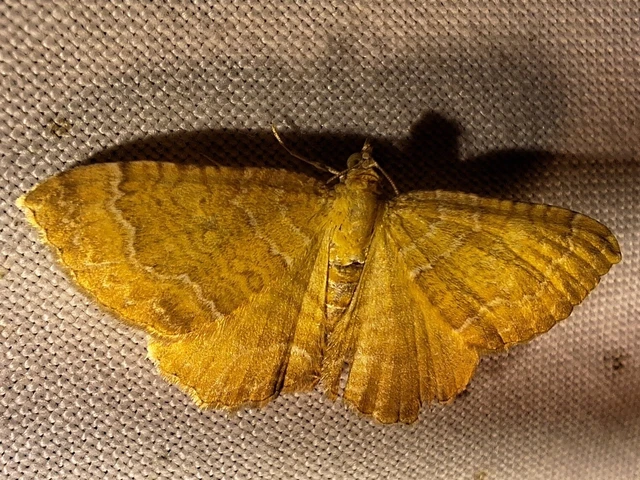 Camptogramma bilineata - kétvonalas sávosaraszoló