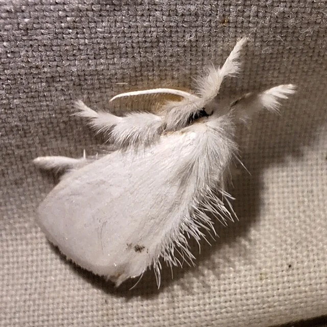 Sphrageidus similis - sárgafarú szövő