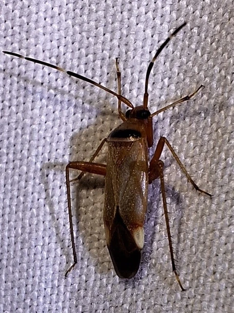 Adelphocoris vandalicus - feketevállú mezeipoloska
