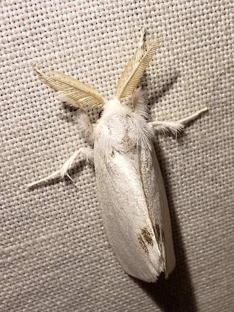 Sphrageidus similis - sárgafarú szövő