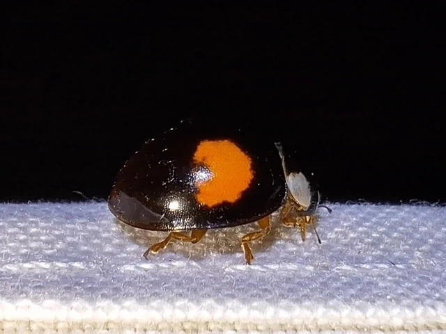 Harmonia axyridis - harlekinkatica