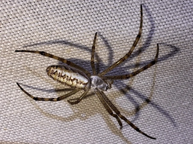 Araneae - Pókok