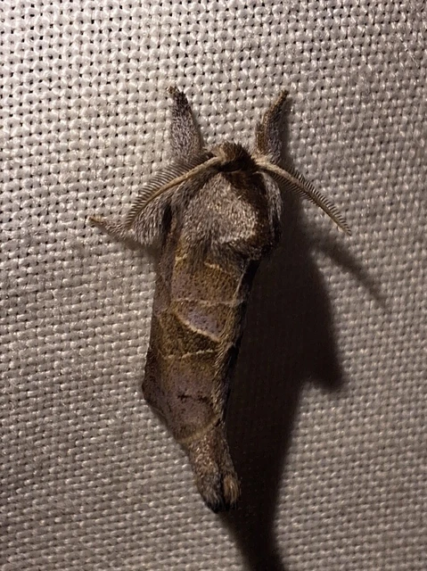 Clostera pigra - apró levélszövő