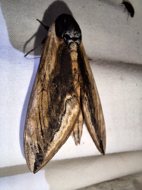 Sphinx ligustri - fagyalszender