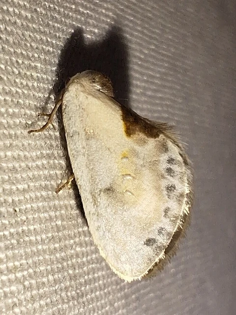 Cilix glaucata - törpe sarlósszövő