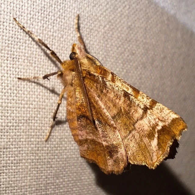 Selenia dentaria - kétfoltos holdasaraszoló