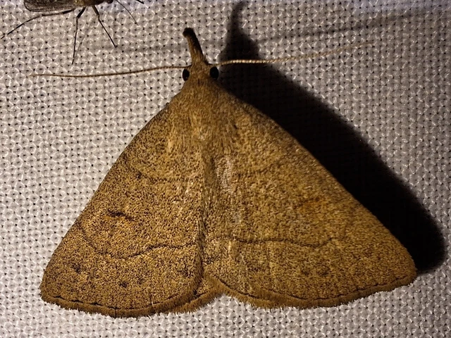 Paracolax tristalis - sárgás karcsúbagoly