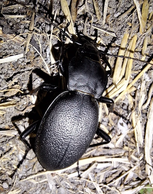 Carabus coriaceus - bőrfutrinka Carabus coriaceus - bőrfutrinka