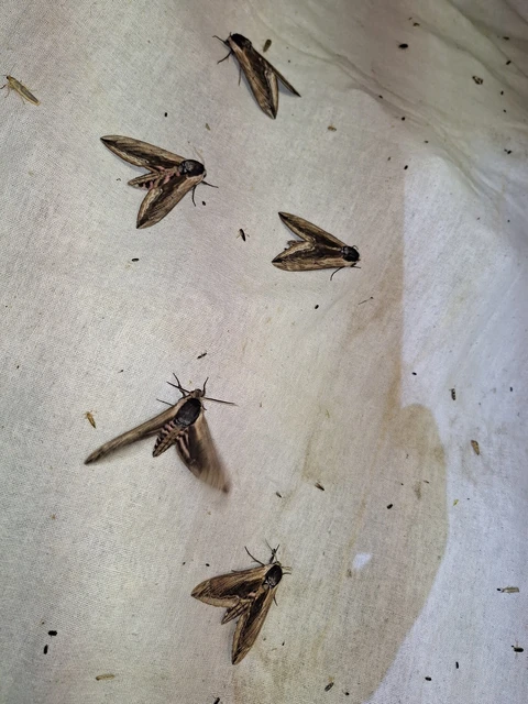 Sphinx ligustri - fagyalszender