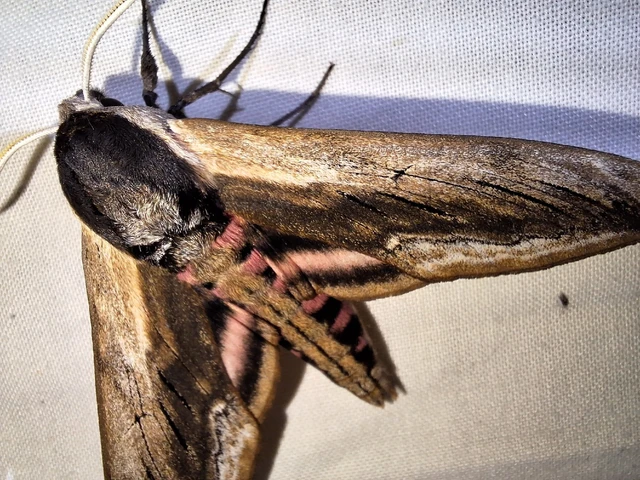 Sphinx ligustri - fagyalszender