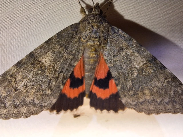 Catocala nupta - piros övesbagoly