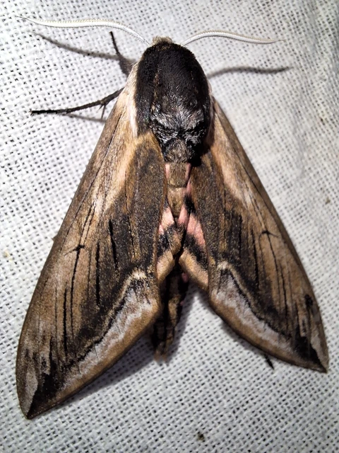Sphinx ligustri - fagyalszender
