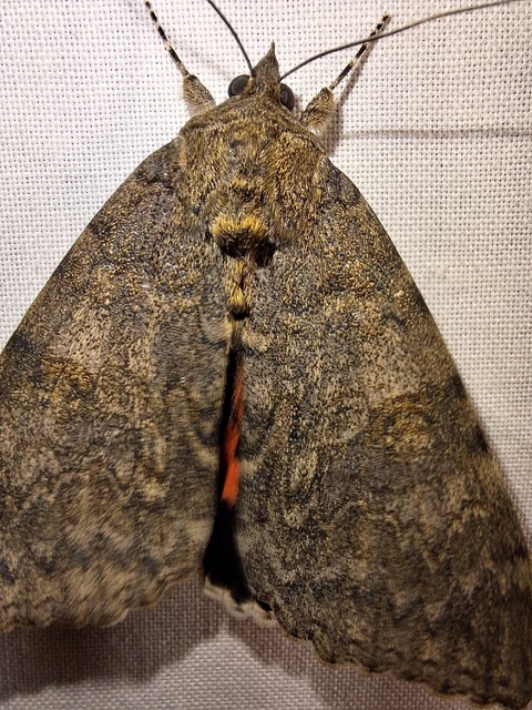 Catocala nupta - piros övesbagoly