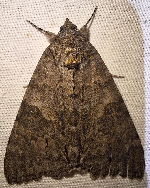 Catocala nupta - piros övesbagoly