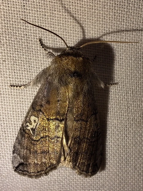 Tethea ocularis - pápaszemes pihésszövő