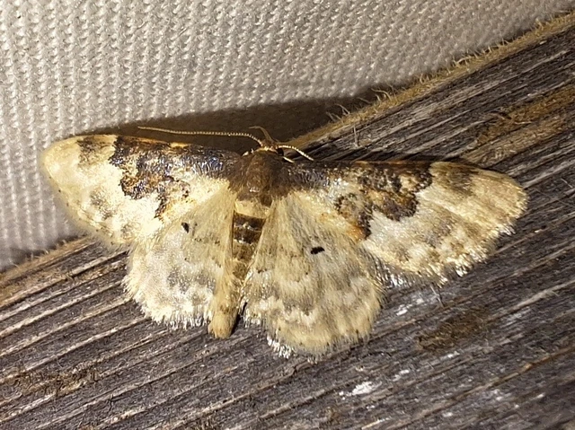Idaea rusticata - tarka apróaraszoló