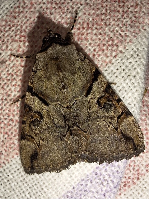 Catocala hymenaea - kökény-övesbagoly