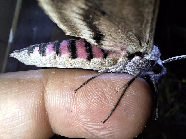 Sphinx ligustri - fagyalszender